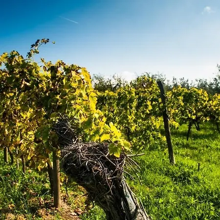 مزرعة للإقامة Podere Scaluccia *